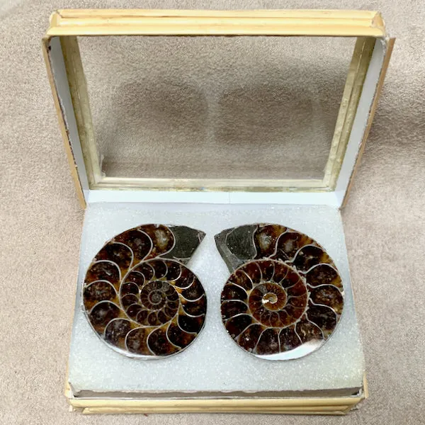 Ammonite Split Pair (Madagascar)