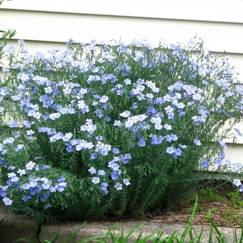 Blue Flax Linum Perenne Seeds