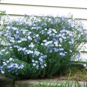 Blue Flax Linum Perenne Seeds