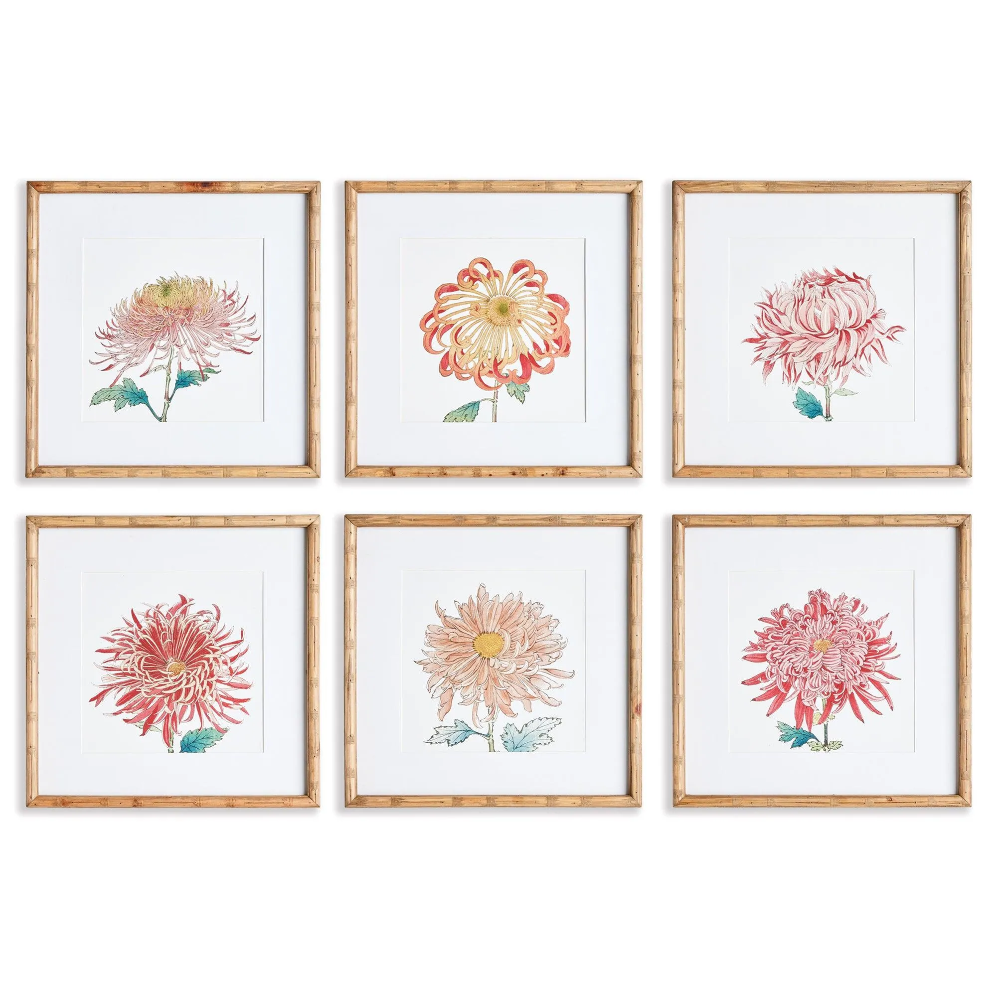 Colorful Chrysanthemum Prints, Set Of 6