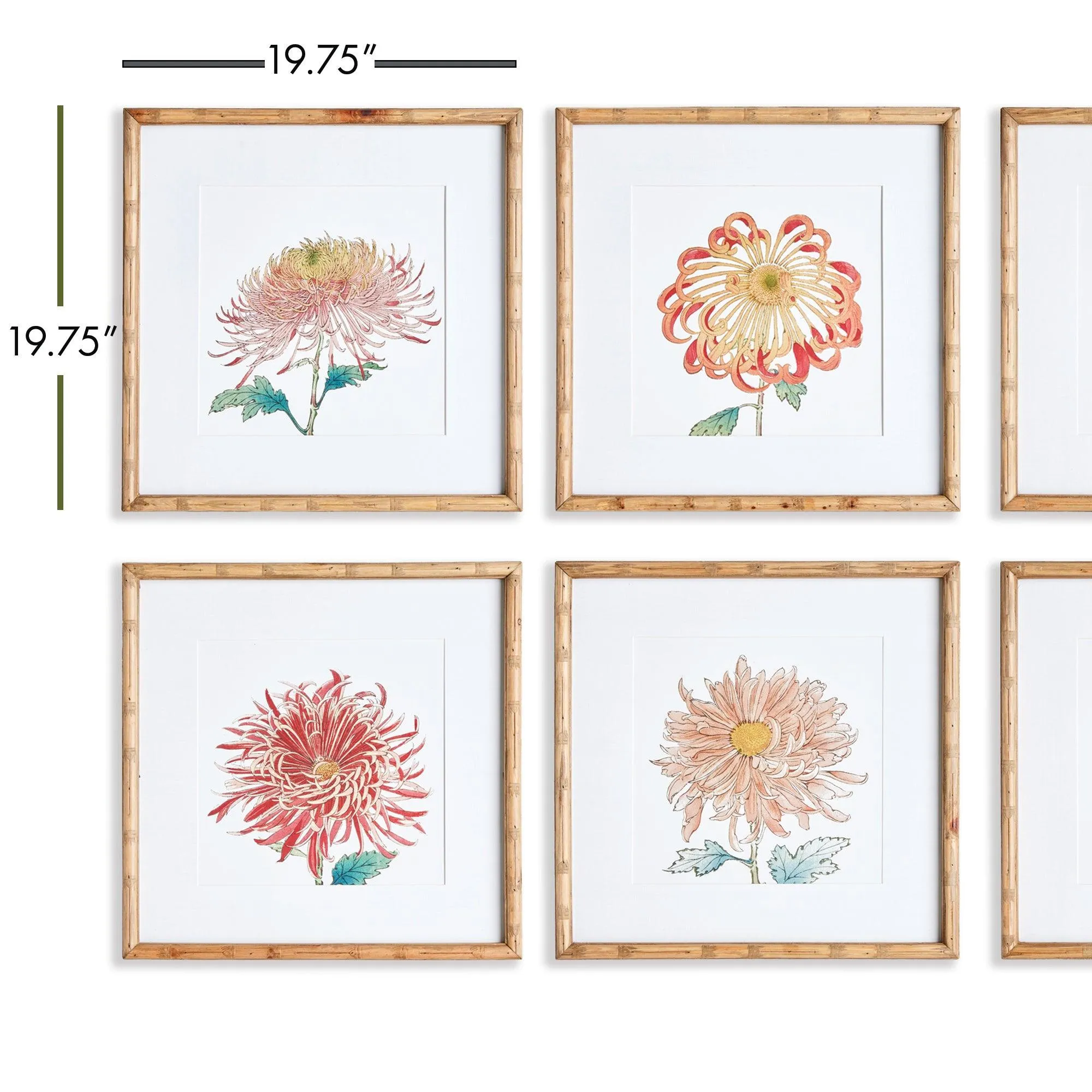 Colorful Chrysanthemum Prints, Set Of 6