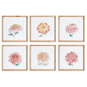 Colorful Chrysanthemum Prints, Set Of 6
