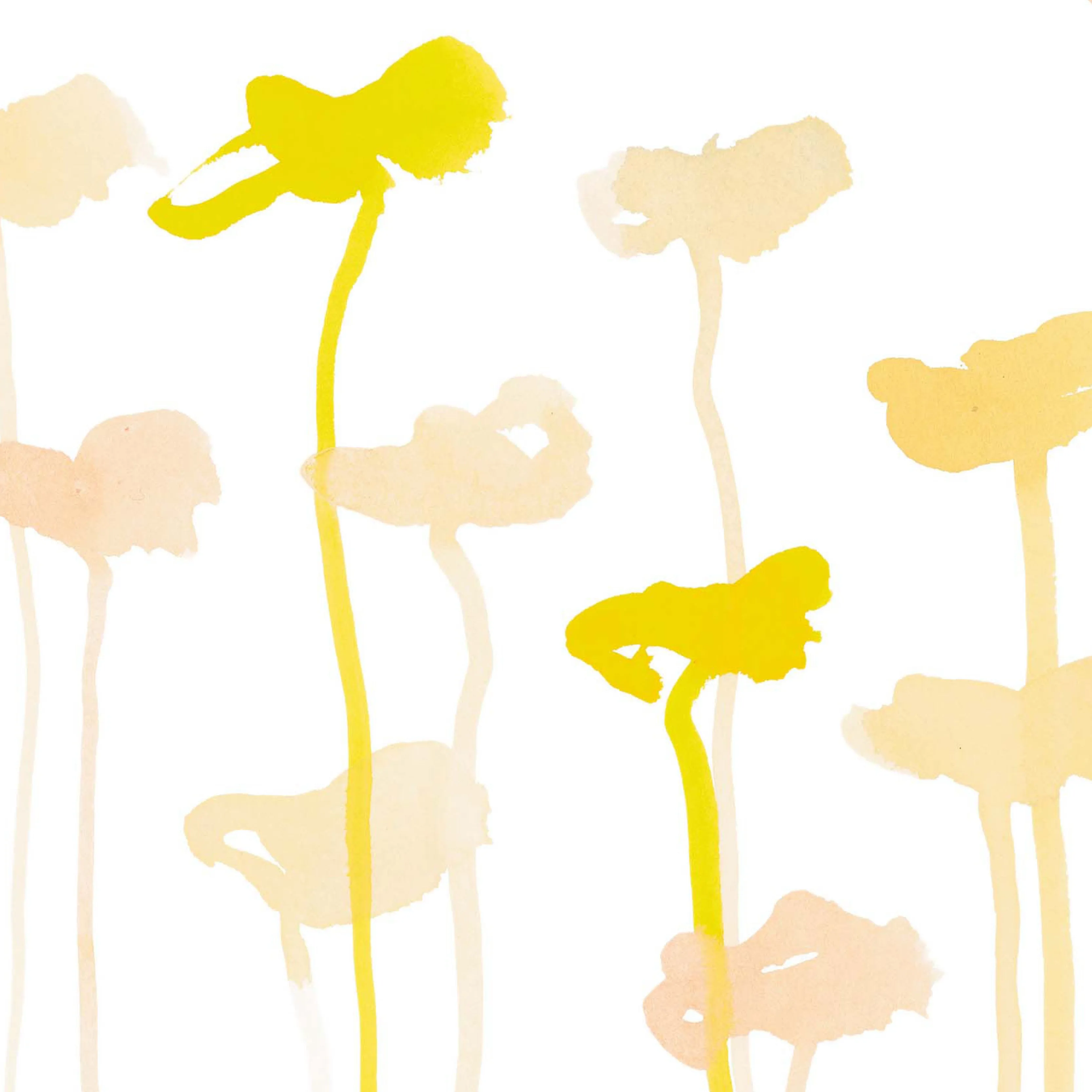 Katharine-Daffodil Oyster 0021