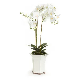 NAPA Home & Garden, BARCLAY BUTERA PHALAENOPSIS IN CERAMIC POT 36",CC252