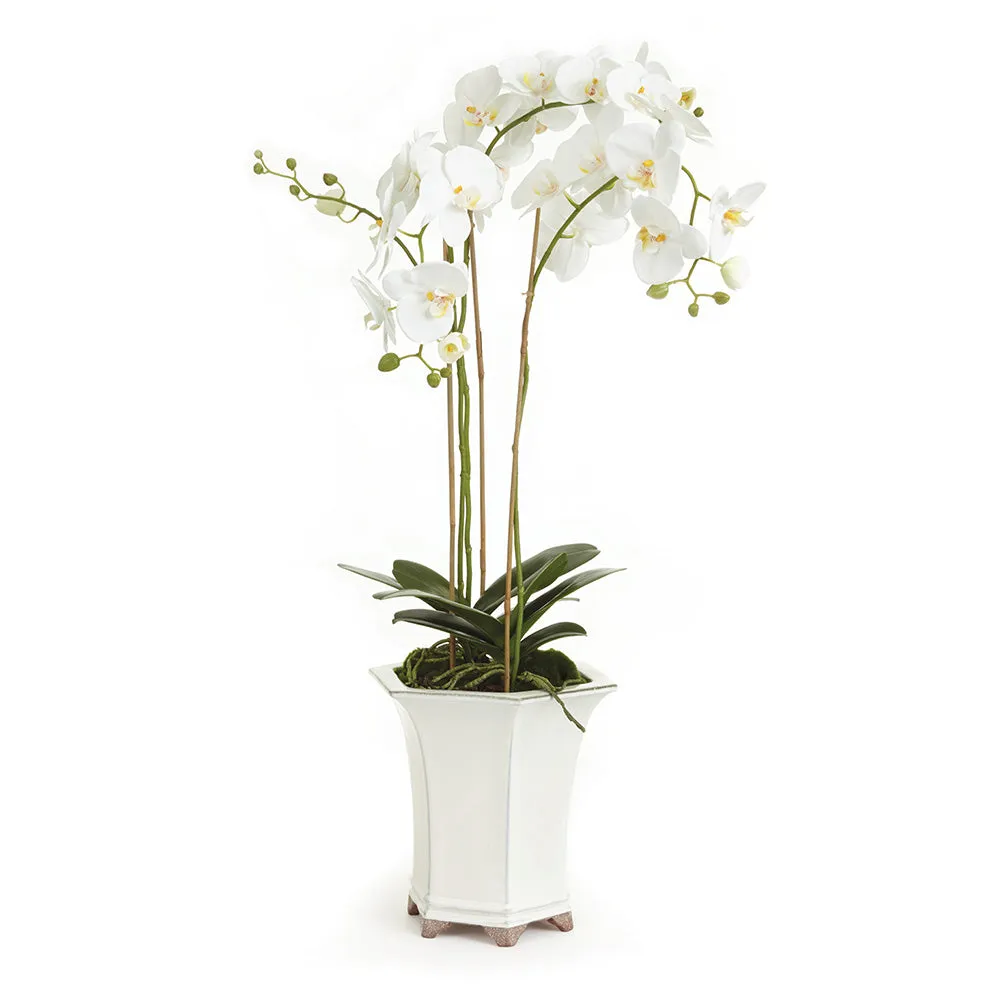 NAPA Home & Garden, BARCLAY BUTERA PHALAENOPSIS IN CERAMIC POT 36",CC252