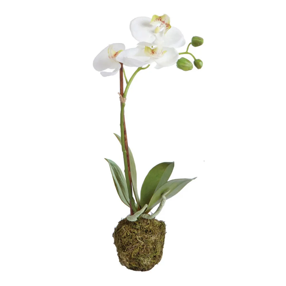 NAPA Home & Garden, PHALAENOPSIS ORCHID DROP-IN 15",DI1202