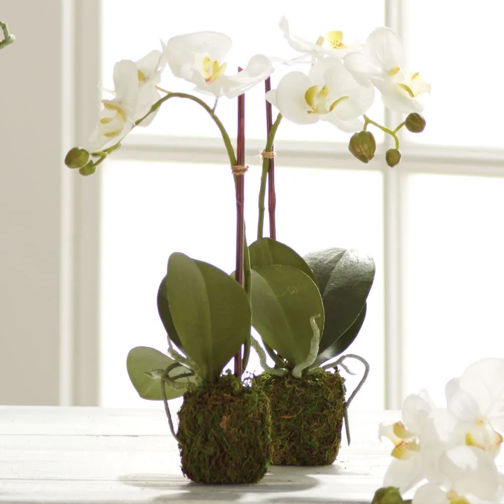 NAPA Home & Garden, PHALAENOPSIS ORCHID DROP-IN 15",DI1202