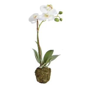 NAPA Home & Garden, PHALAENOPSIS ORCHID DROP-IN 15",DI1202