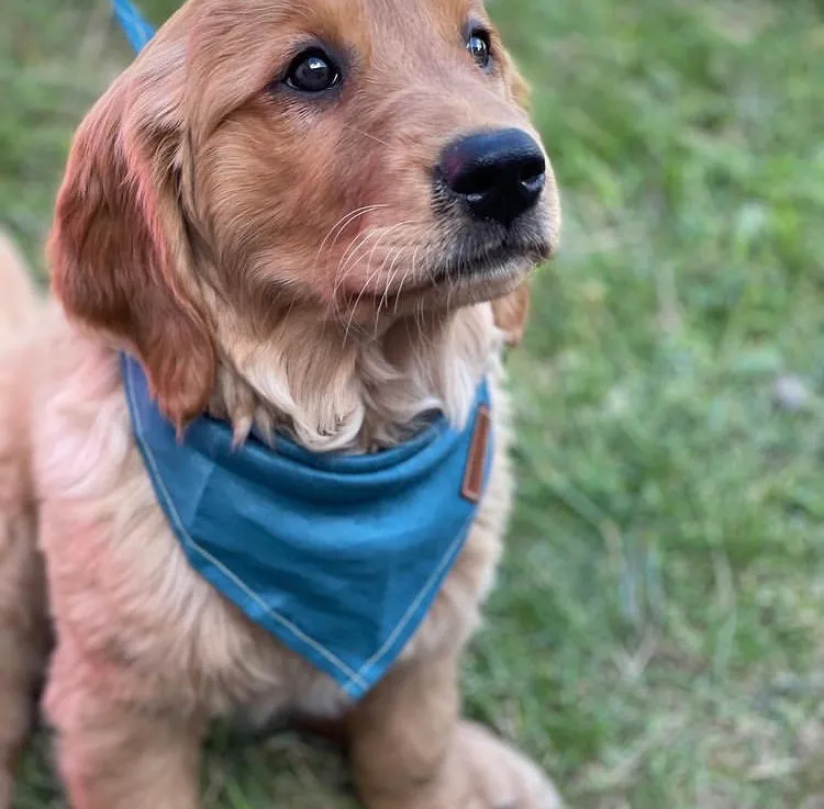 Ocean Pearl - Pure Linen Bandana