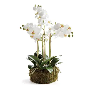 Phalaenopsis Orchid Bowl Drop In 20"