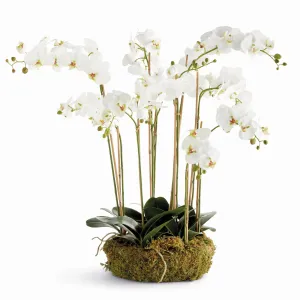 Phalaenopsis Orchid Bowl Drop In 35"