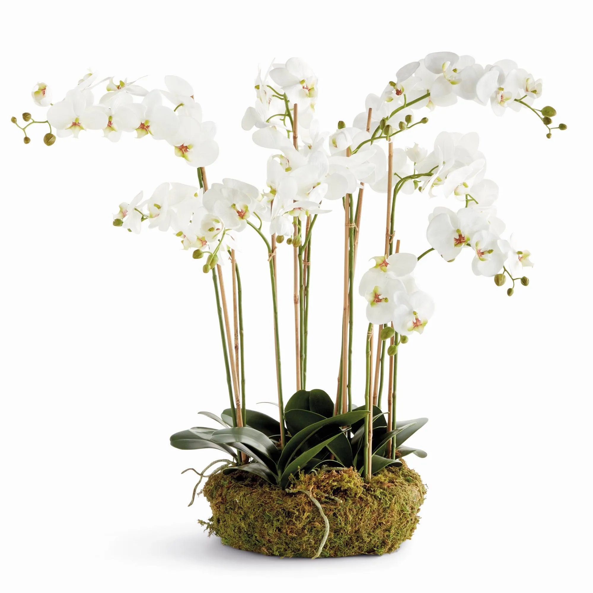 Phalaenopsis Orchid Bowl Drop In 35"