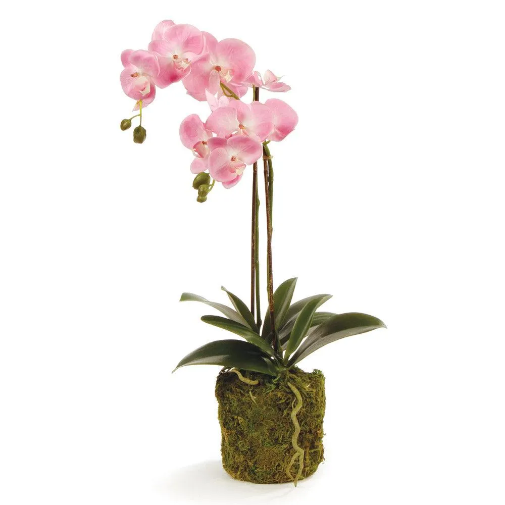 Phalaenopsis Orchid Drop In 23"