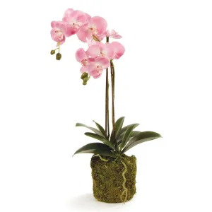 Phalaenopsis Orchid Drop In 23"