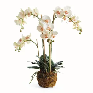 Phalaenopsis Orchid Drop In 30"