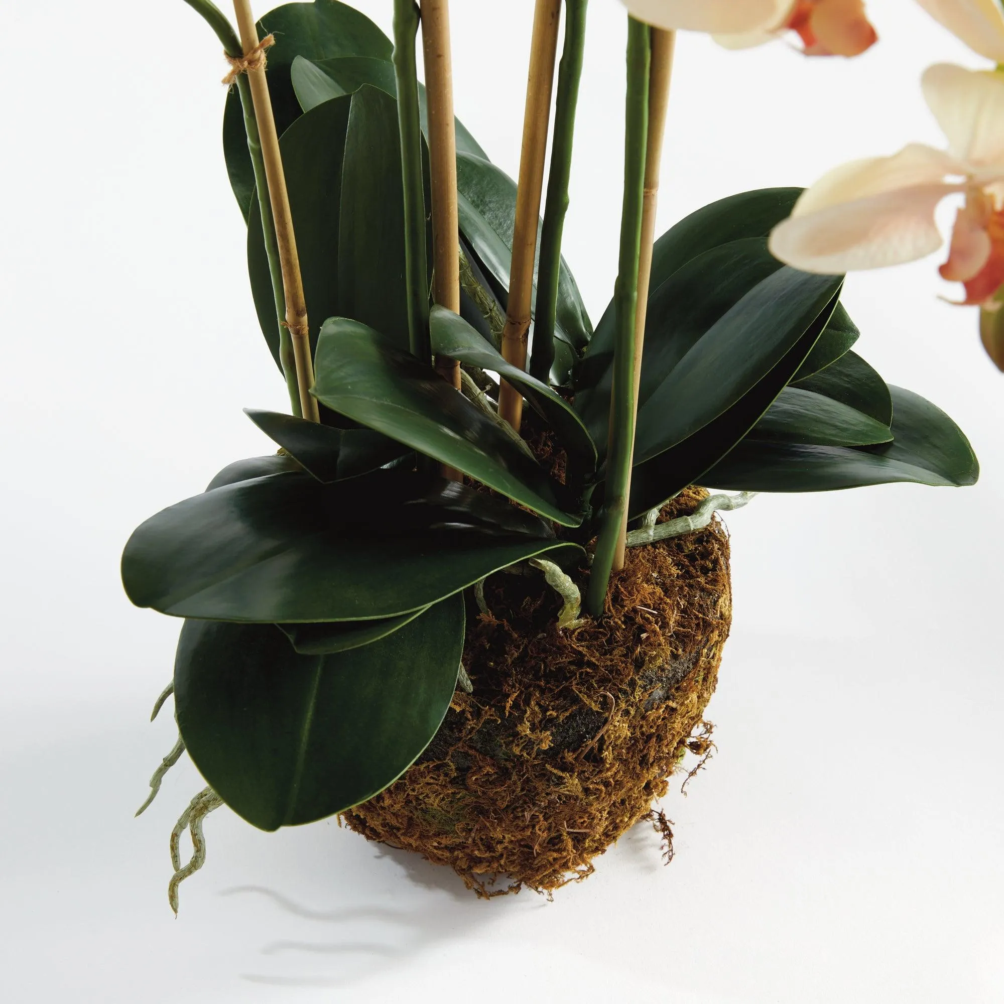 Phalaenopsis Orchid Drop In 30"