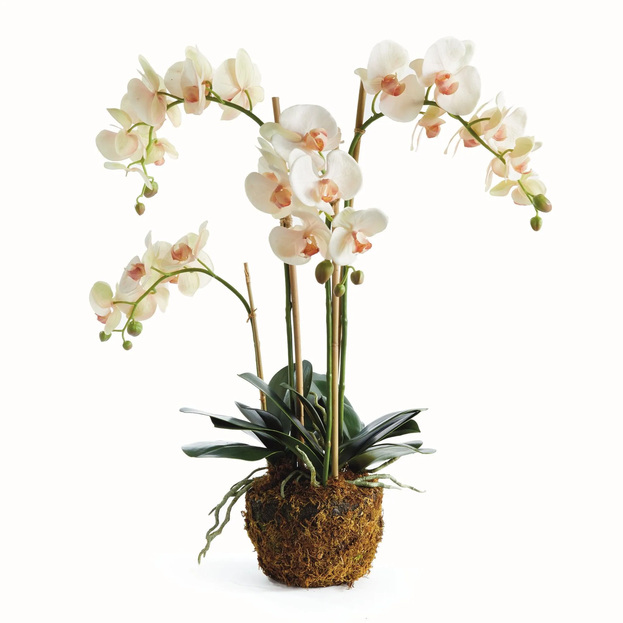Phalaenopsis Orchid Drop In 30"