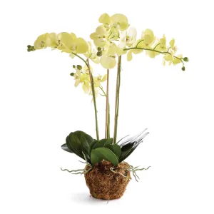 Phalaenopsis Orchid Drop In 30"