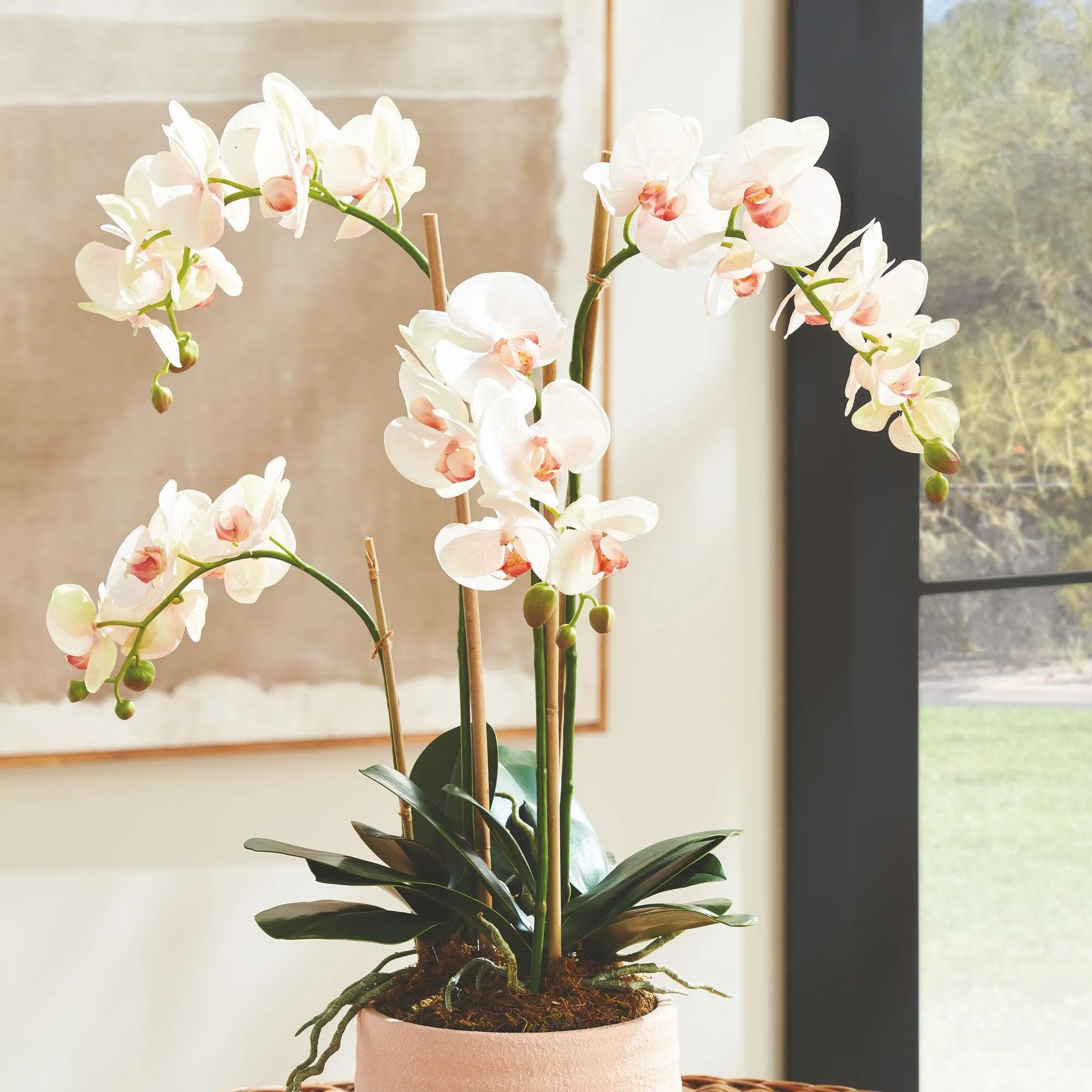 Phalaenopsis Orchid Drop In 30"