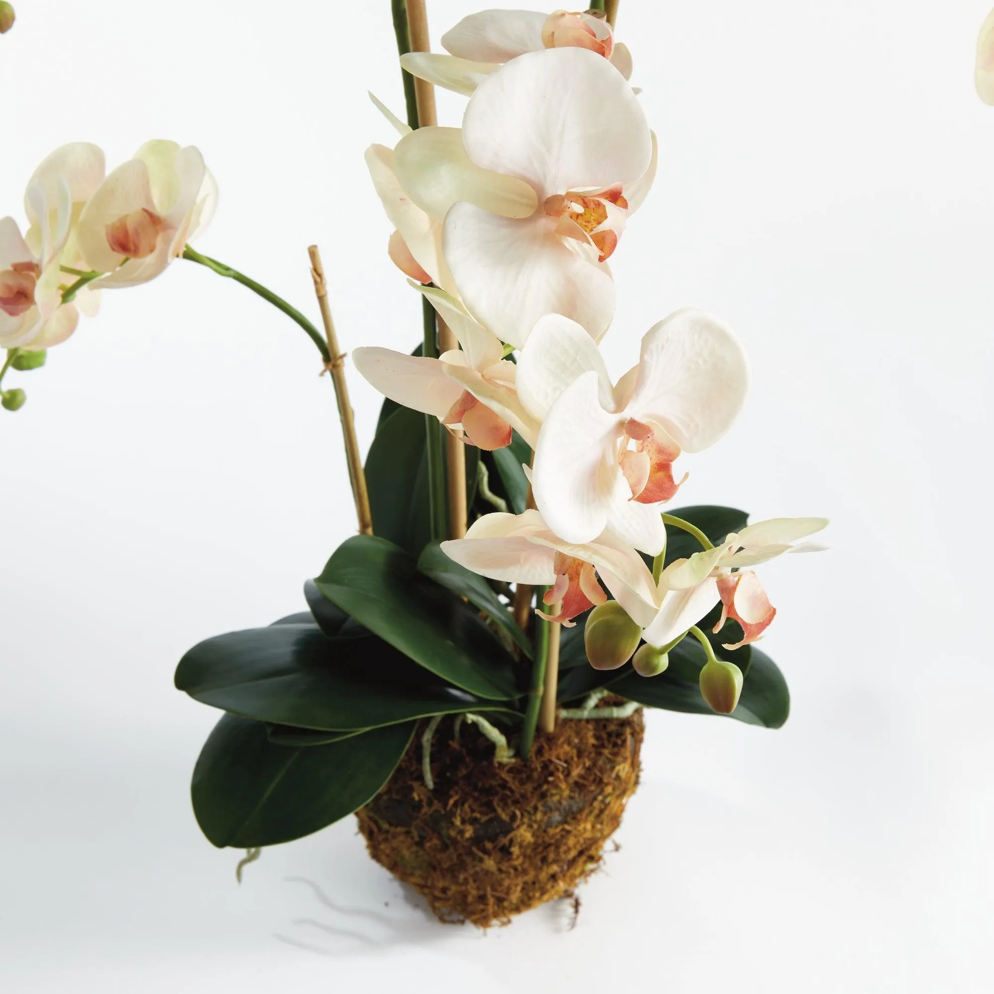 Phalaenopsis Orchid Drop In 30"