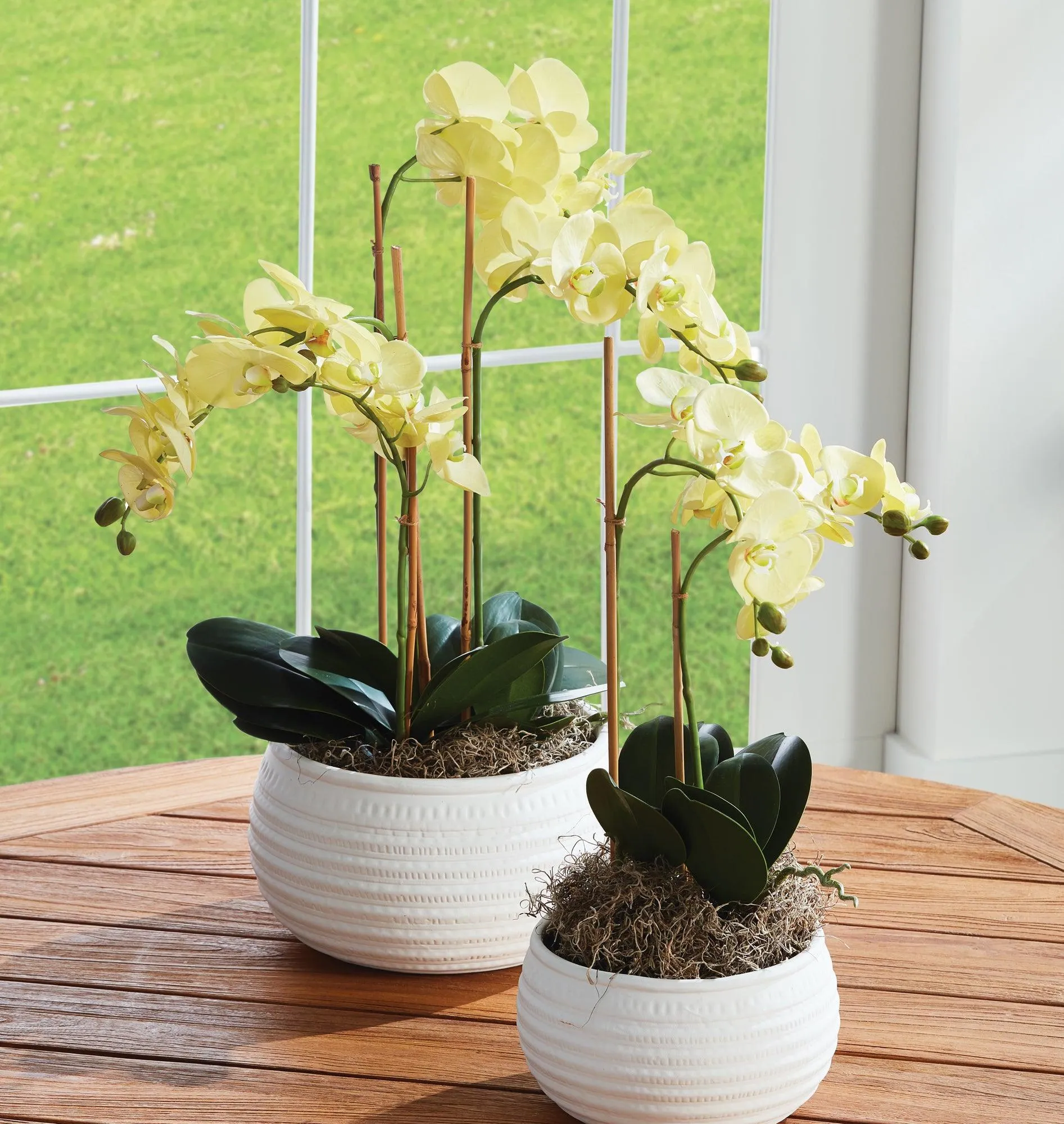 Phalaenopsis Orchid Drop In 30"