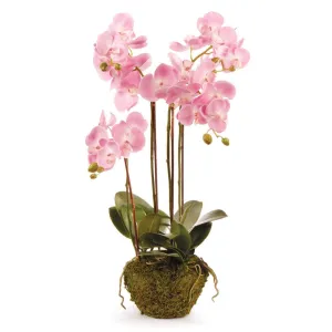 Phalaenopsis Orchid Drop In 30"