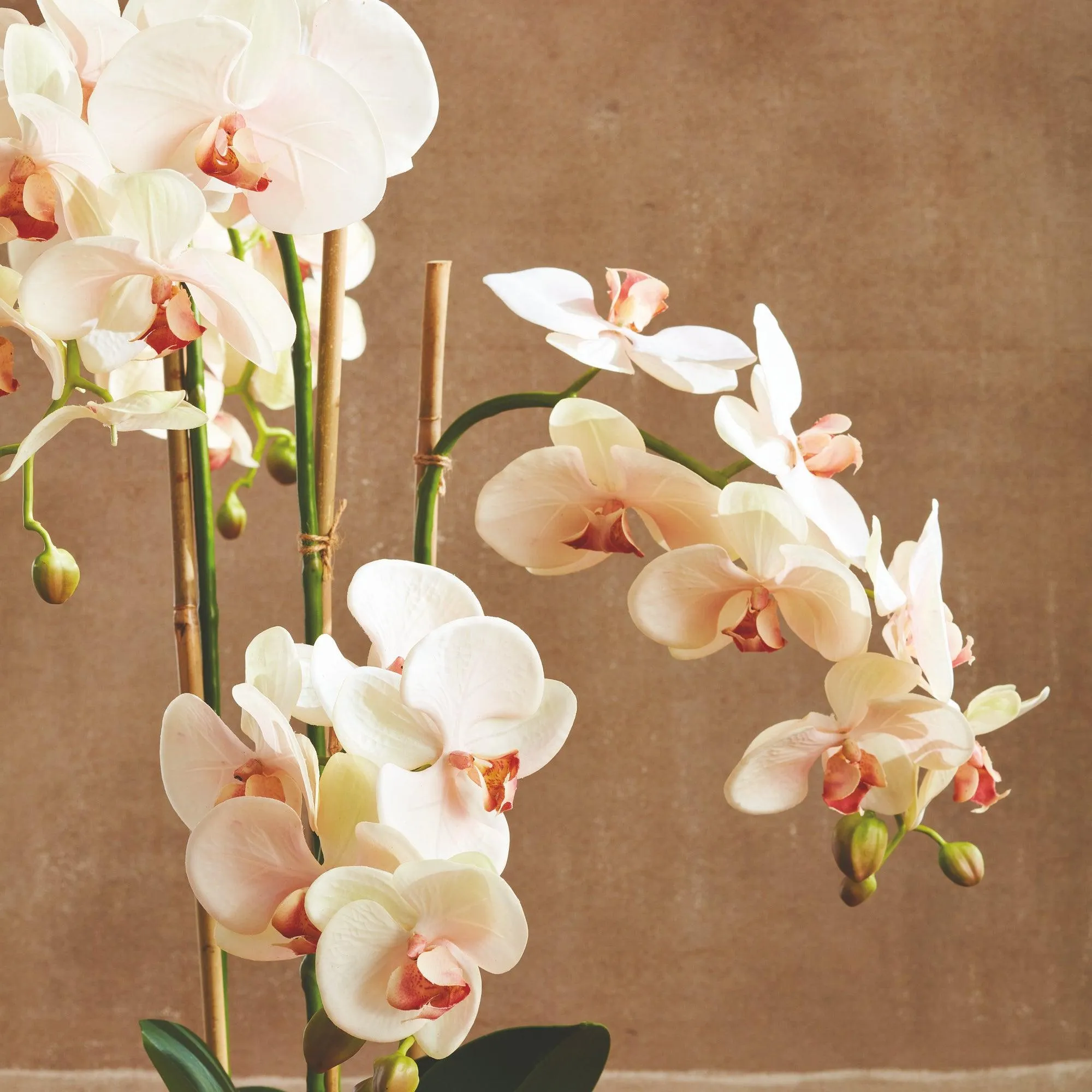 Phalaenopsis Orchid Drop In 30"