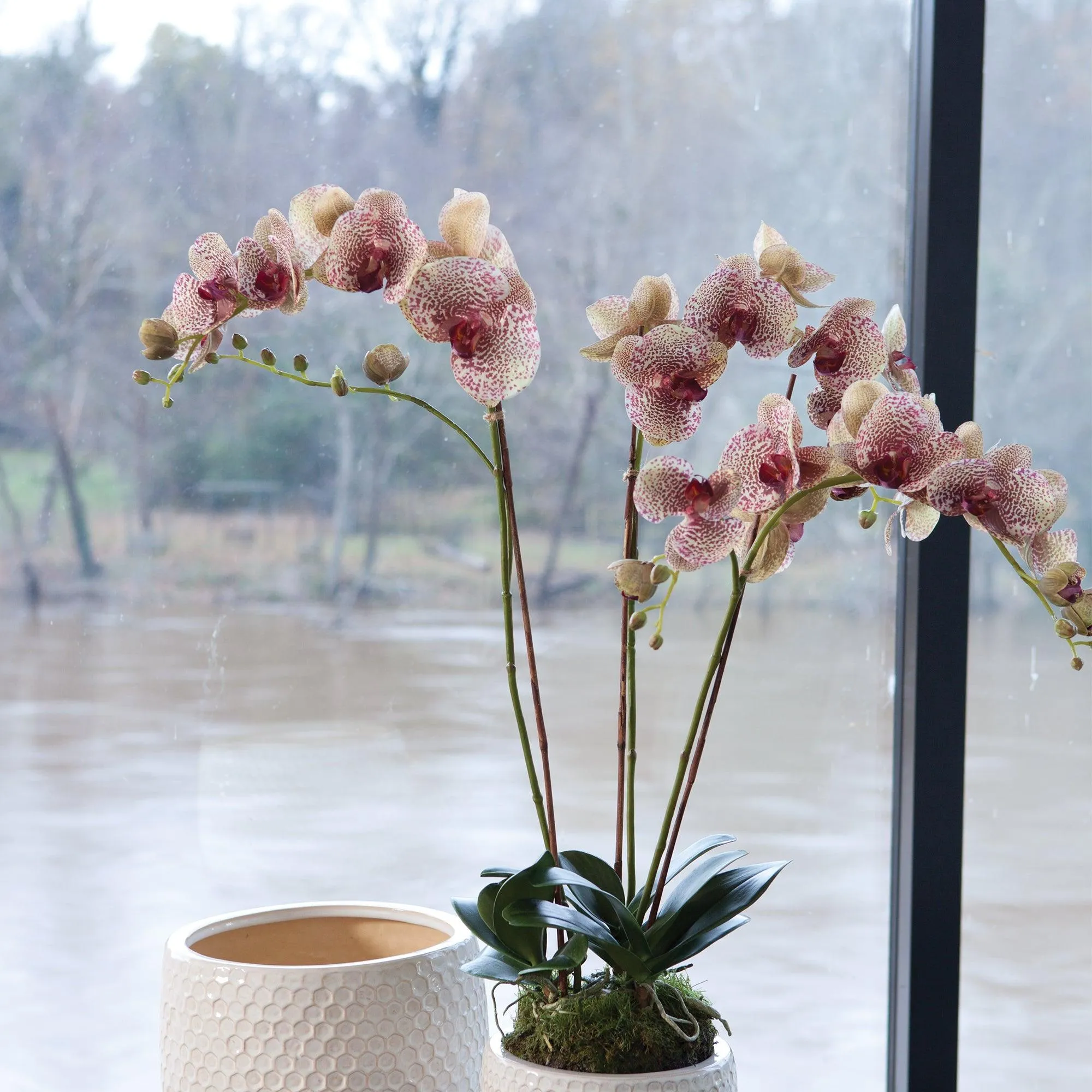 Phalaenopsis Orchid Drop In 32"