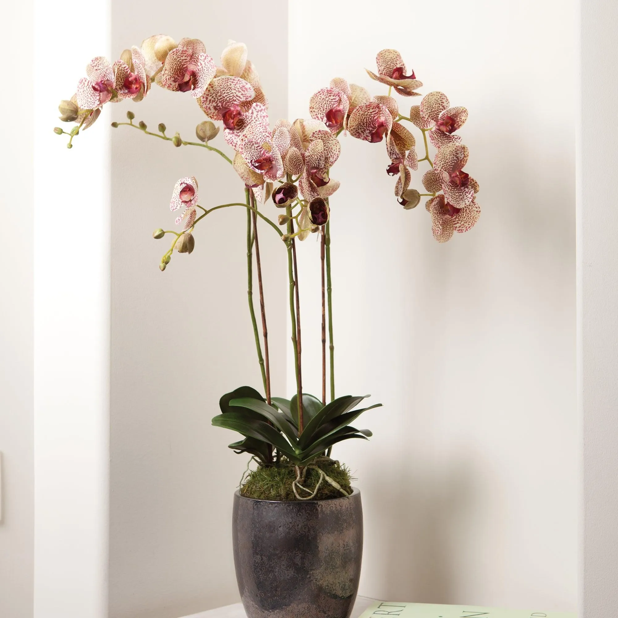 Phalaenopsis Orchid Drop In 32"