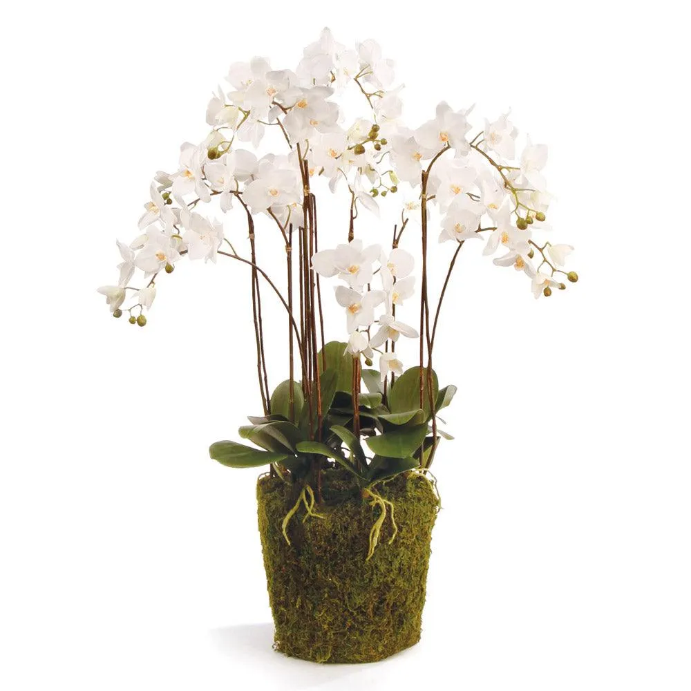 Phalaenopsis Orchid Drop In 36"