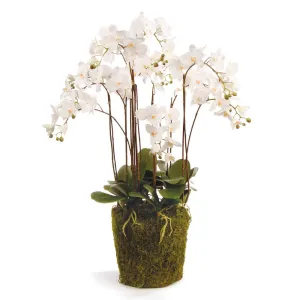 Phalaenopsis Orchid Drop In 36"