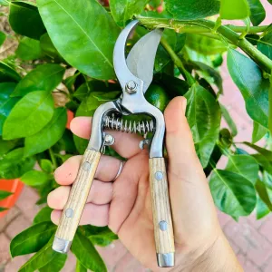 Traditional Garden Secateur with Stainless Steel Blades and Wood Handles